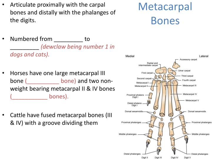 PPT - Appendicular Skeleton PowerPoint Presentation - ID:6590324