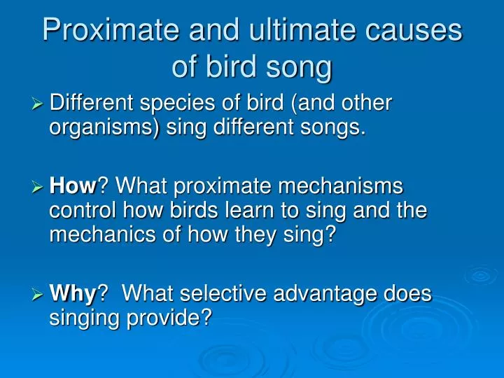 PPT - Proximate and ultimate causes of bird song PowerPoint Presentation -  ID:6590908