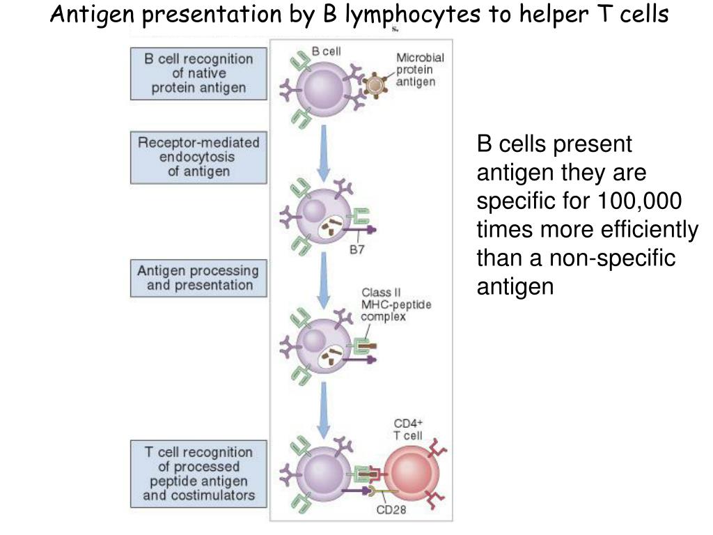 PPT Activation Of B Cells And Production Of Antibodies PowerPoint 