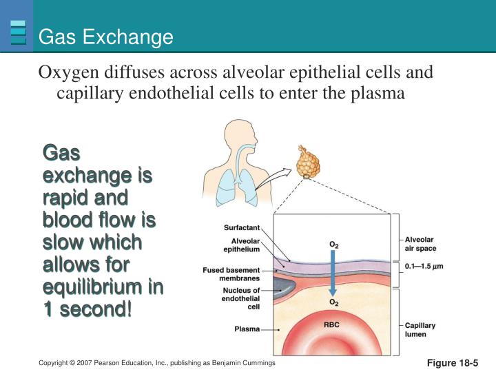 oxygen exchange and transport oxygen exchange and transport