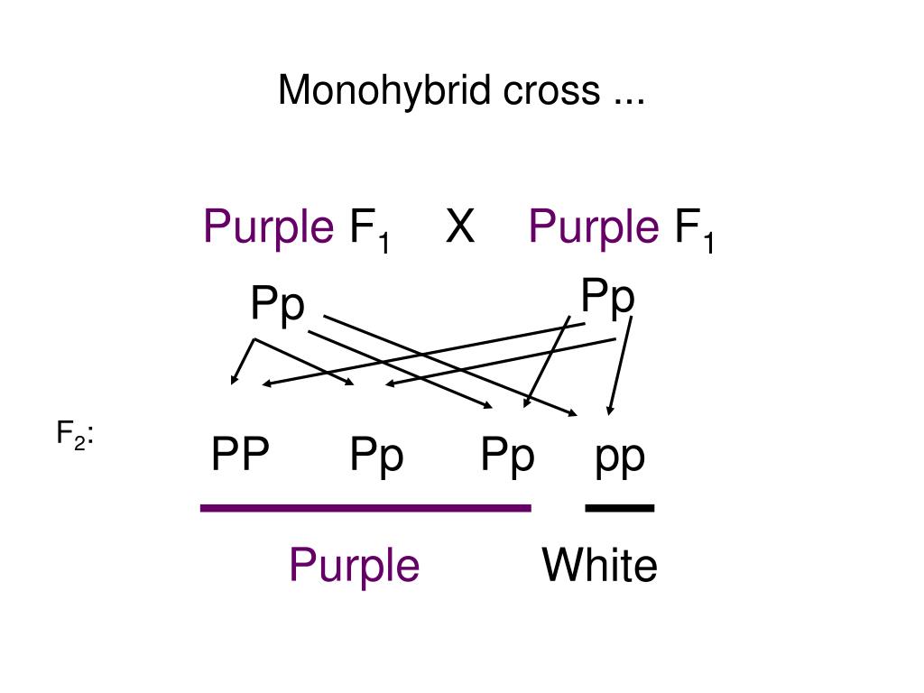 Моногибрид. Monohybrid Cross.