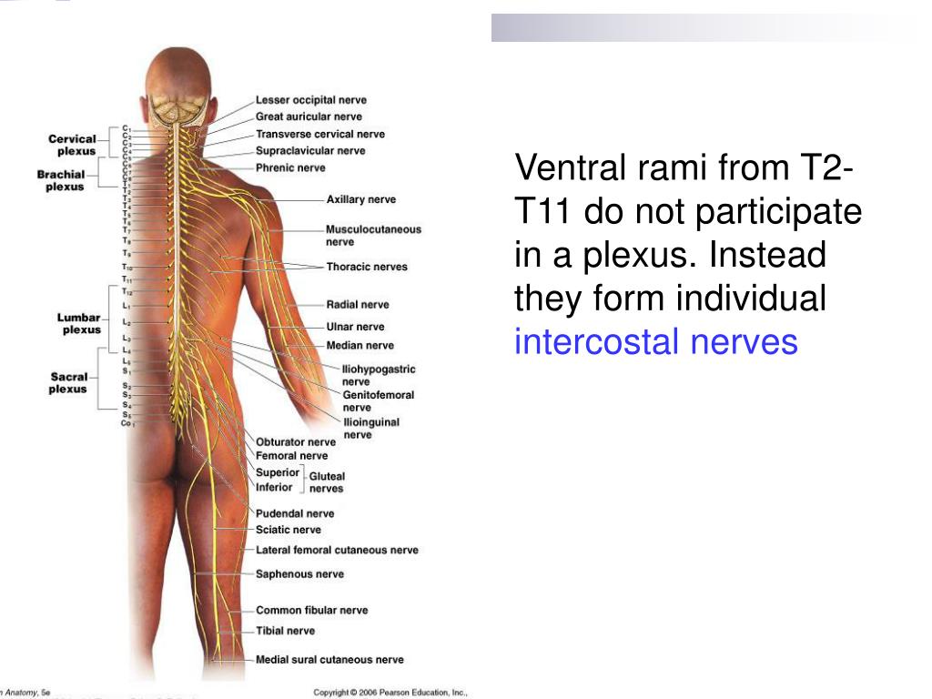 PPT - The Nervous System Spinal Cord & Spinal Nerves PowerPoint