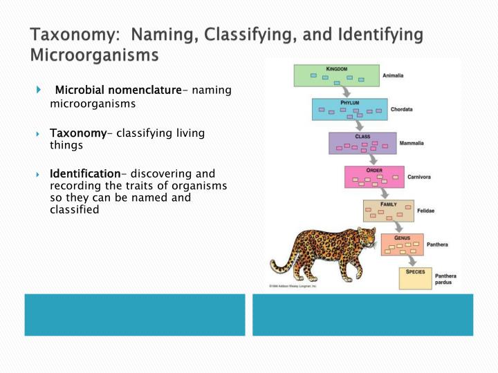 PPT - Microbiology for the Health Sciences PowerPoint Presentation - ID ...