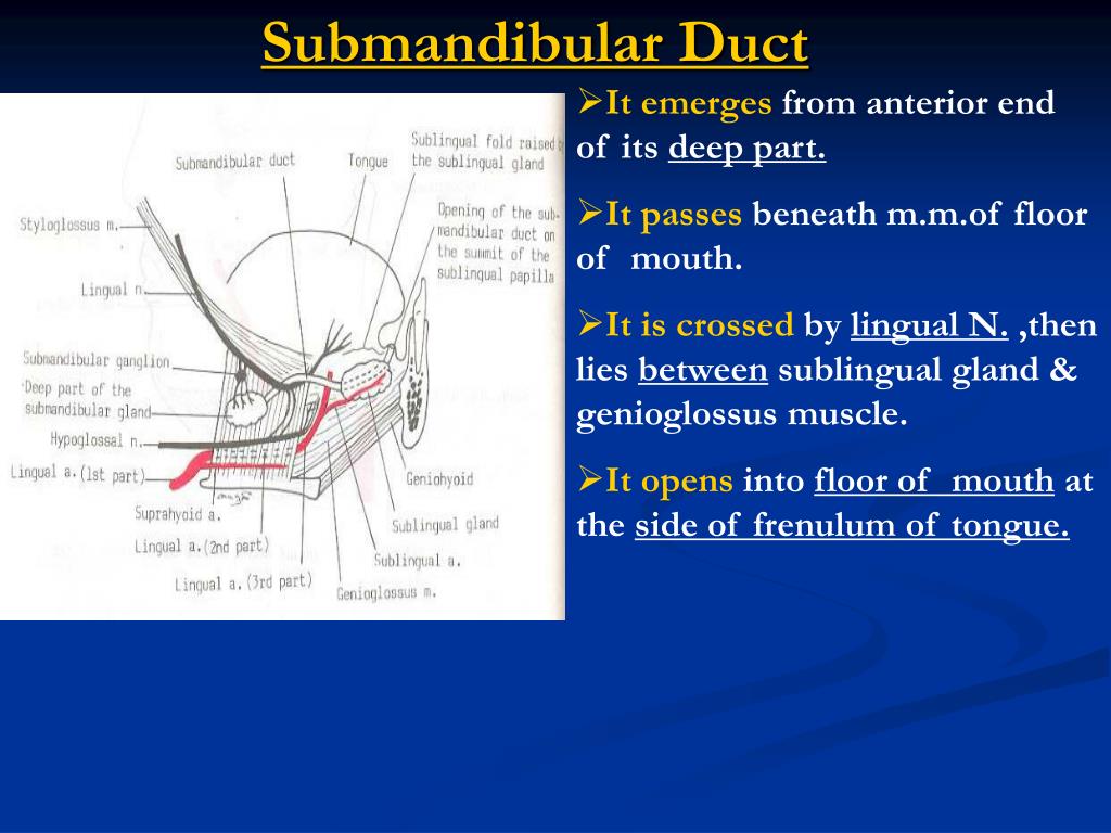 PPT - Anatomy& innervations of parotid,Submandibular &Sublingual Glands