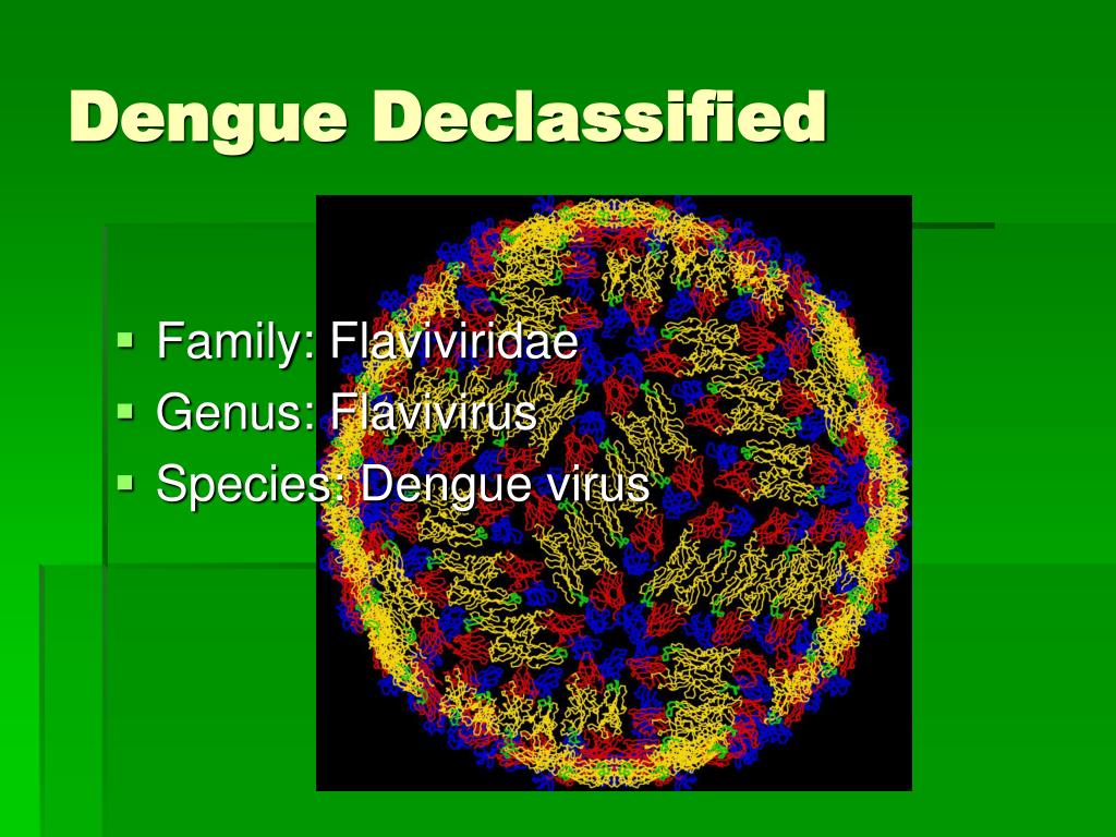 presentation on dengue virus
