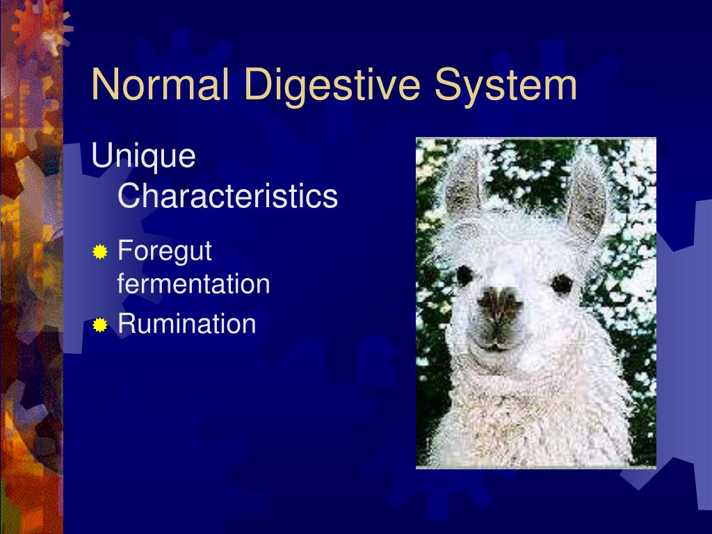 PPT - The Digestive System of the Llama and Alpaca PowerPoint