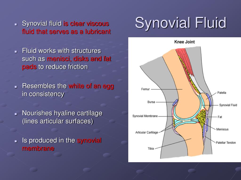 synovial fluid image synovial fluid image