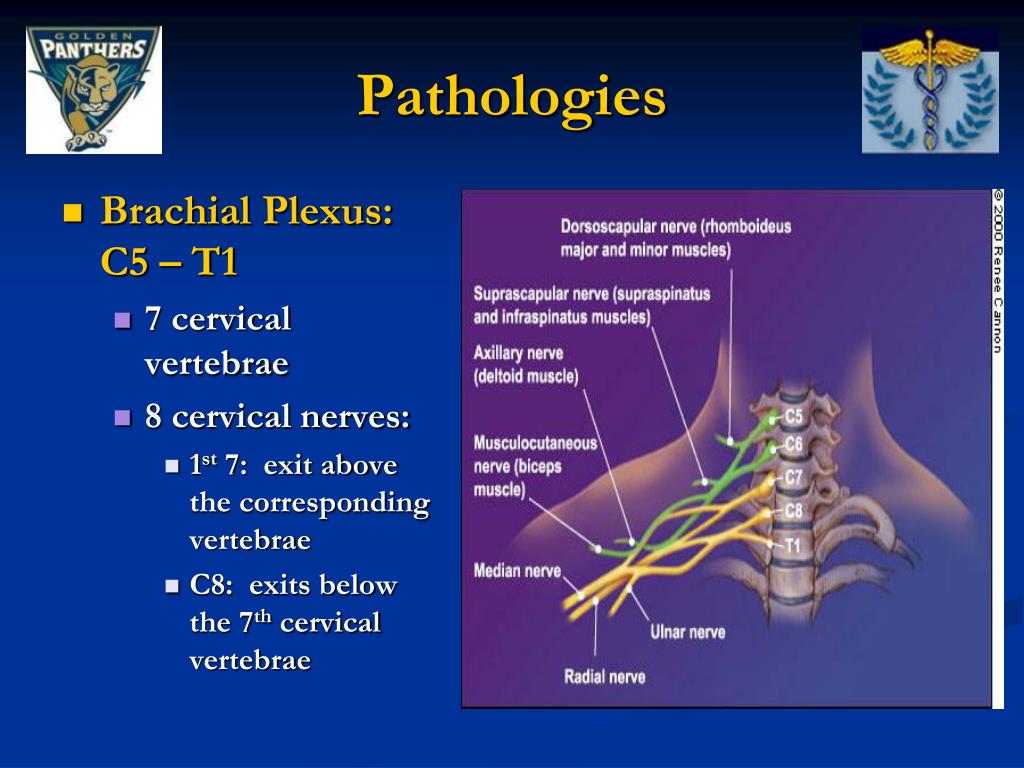 Nervous first. Cervical and Brachial Plexus. T1 slope cervical Spine. 1st cervical nerve Nucleus. Cervical root.