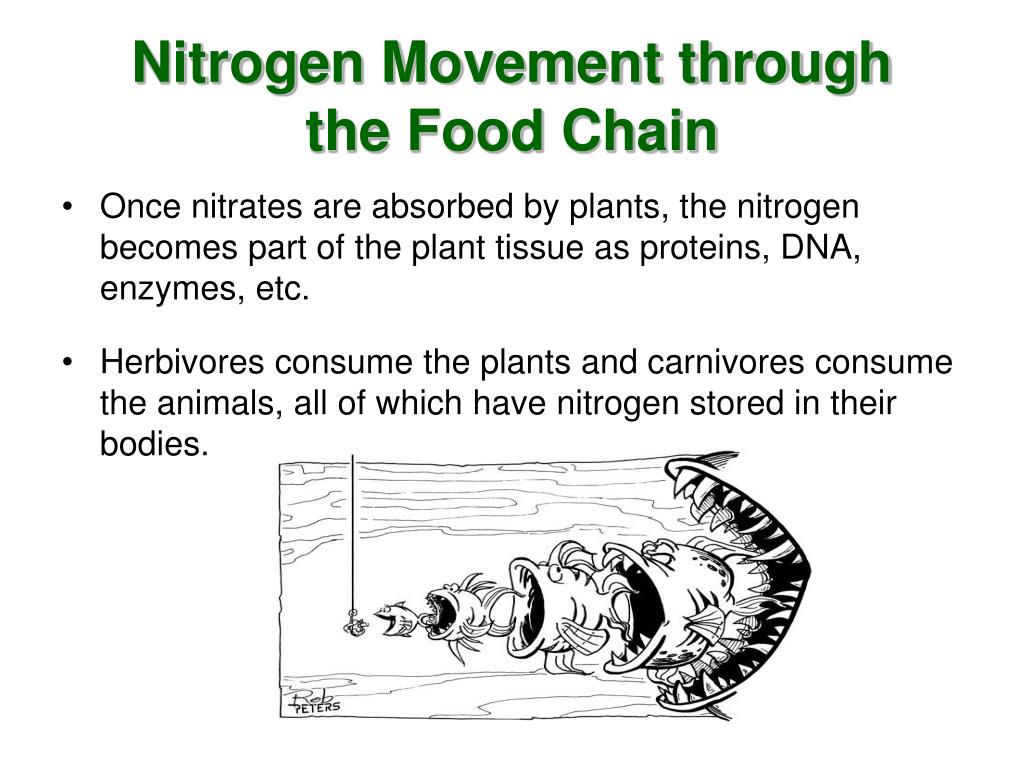 The Nitrogen Cycle PowerPoint Presentation, free download Biology Diagrams