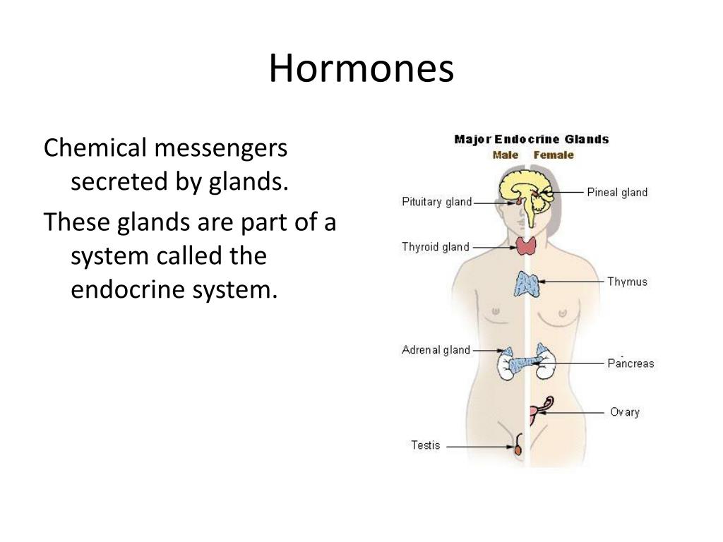 the chemical messengers of the endocrine system are called