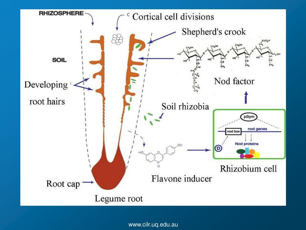 Nodulation Process PPT - ARC Centre of Excellence for Integrative Legume Research How ...