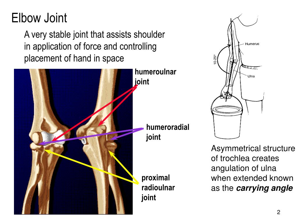PPT - Elbow Joint PowerPoint Presentation, free download - ID:6598611