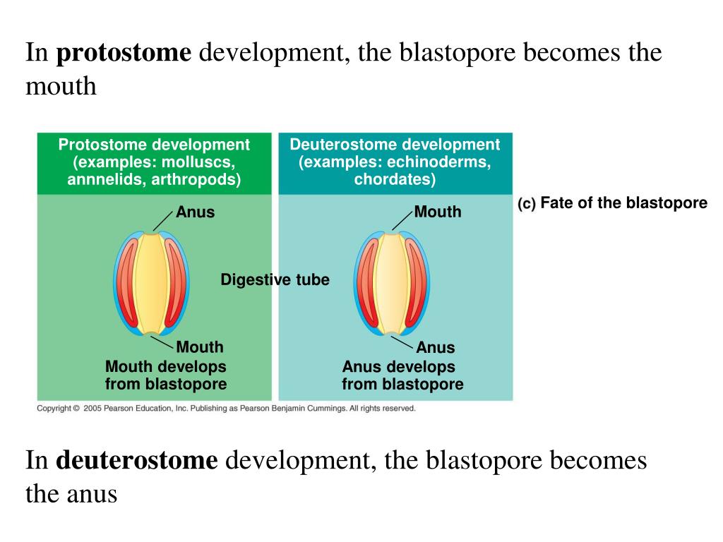 deuterostome blastopore deuterostome blastopore