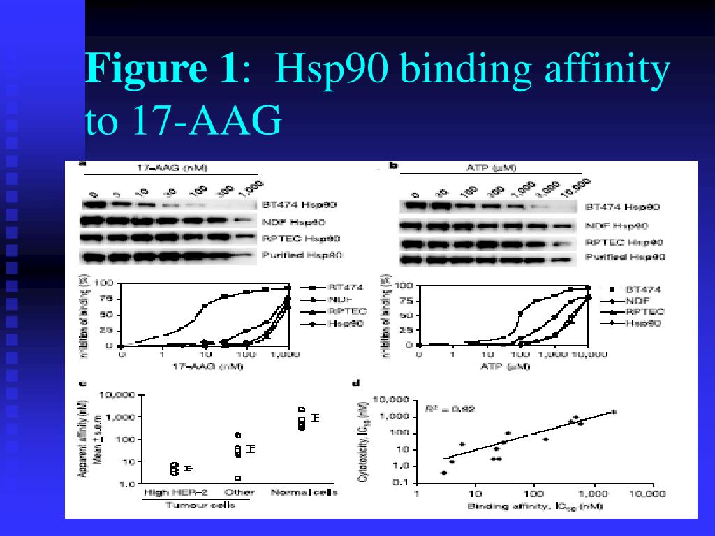 PPT - Heat Shock Proteins, Hsp90 Inhibitors, and Protein Degradation ...