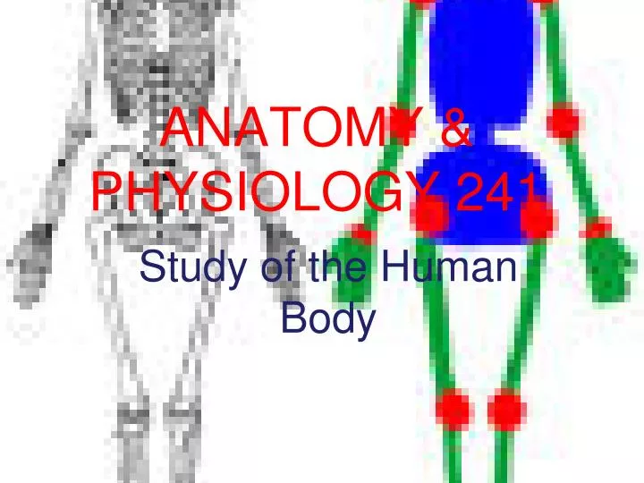 anatomy physiology 241 n.