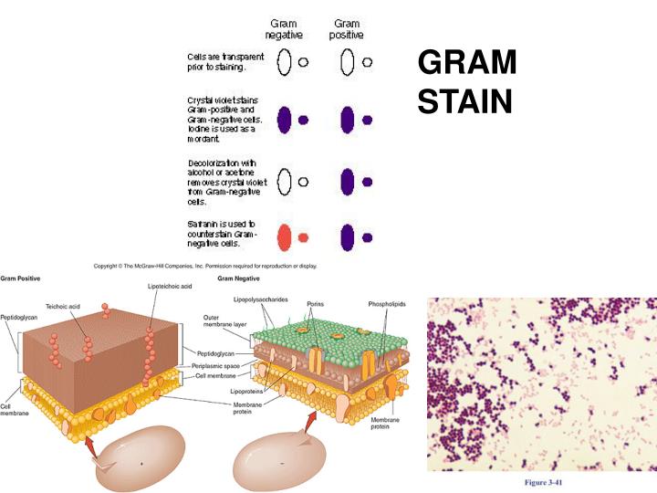 gram stain lab Lab dept: microbiology/virology test name: gram stain general information lab order codes: gram synonyms: smear, gram stain bacterial smear, gram stain cpt codes: 87205 - smear, primary source with interpretation gram or giemsa. gram stain lab Lab dept: microbiology/virology test name: gram stain general information lab order codes: gram synonyms: smear, gram stain bacterial smear, gram stain cpt codes: 87205 - smear, primary source with interpretation gram or giemsa.