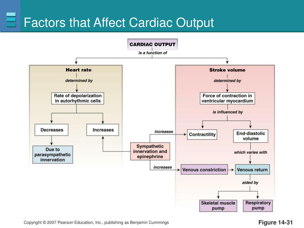 PPT - Blood Flow and the Control of Blood Pressure PowerPoint
