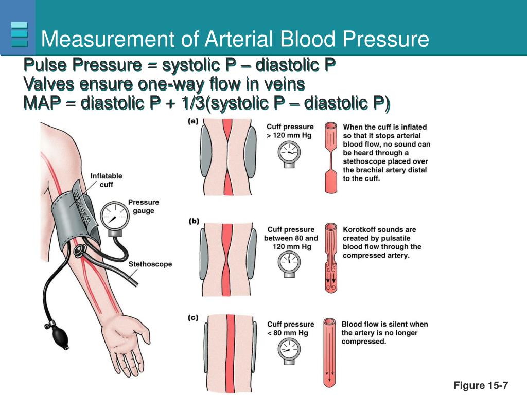 PPT - Blood Flow and the Control of Blood Pressure PowerPoint Presentation - ID:6601547