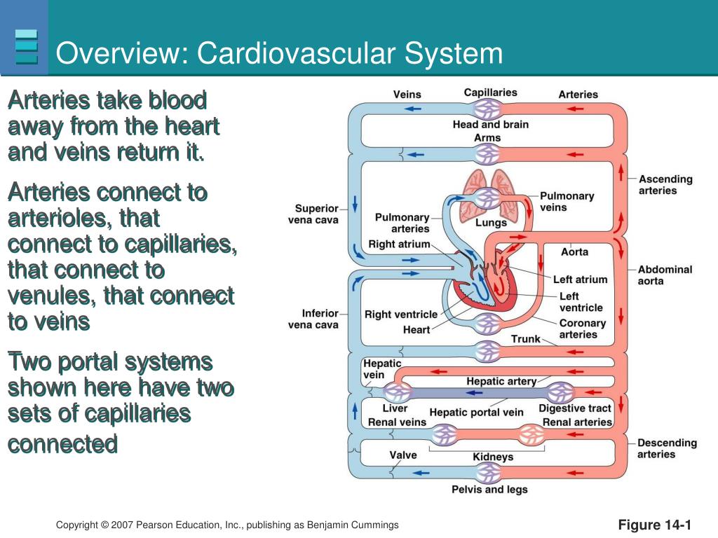 PPT - Blood Flow and the Control of Blood Pressure PowerPoint