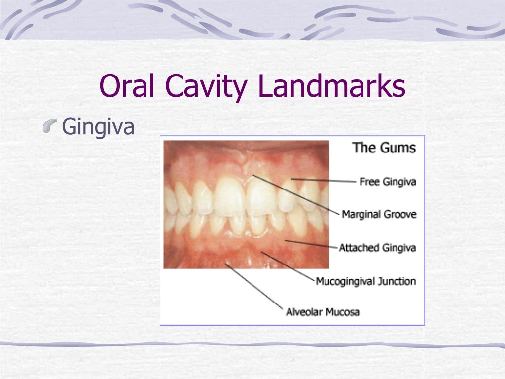 PPT DENT 1100 Dental Anatomy PowerPoint Presentation, free download