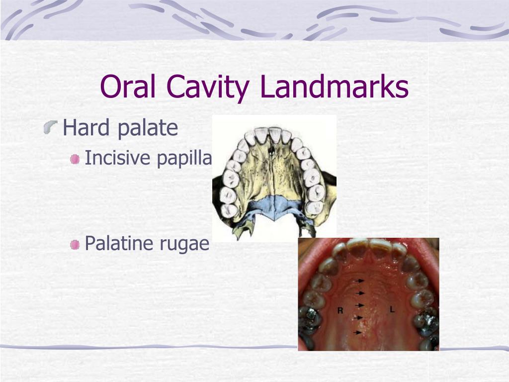 PPT DENT 1100 Dental Anatomy PowerPoint Presentation, free download