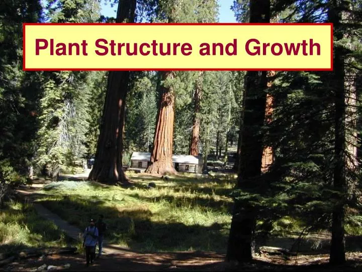Ppt plant structure and growth powerpoint presentation free download