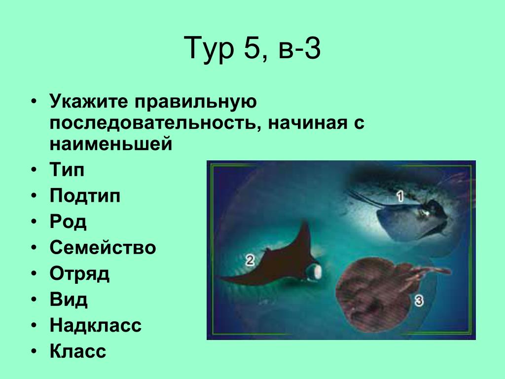 Тест по рыбам 8 класс. Род Тип отряд последовательность. Презентация на тему рыбы 1 класс. Класс отряд семейство род вид последовательность. Рыба Тип класс отряд семейство род вид.