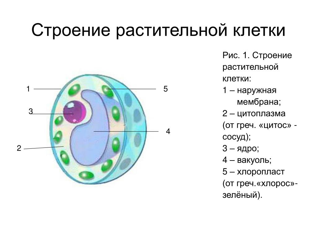 В какой части клетки расположено ядро. Строение ядра клетки растения. Структура ядра растительной клетки. Строение ядра растительной клетки 5 класс биология. Строение ядра растительной клетки рисунок.