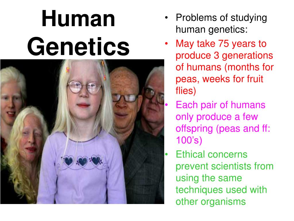 Ppt Human Genetics Powerpoint Presentation Free Download Id 6605469