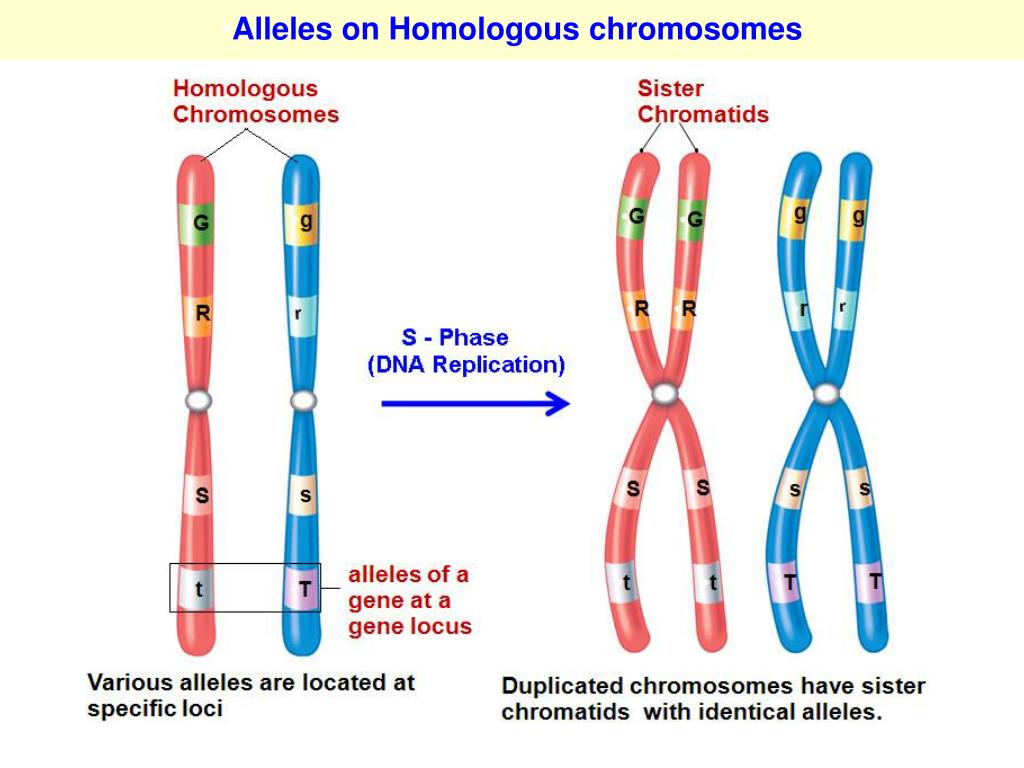 Аллель и аллельные гены. Аллельные гены Локус. Ген хромосома ДНК. Локус хромосомы аллели.