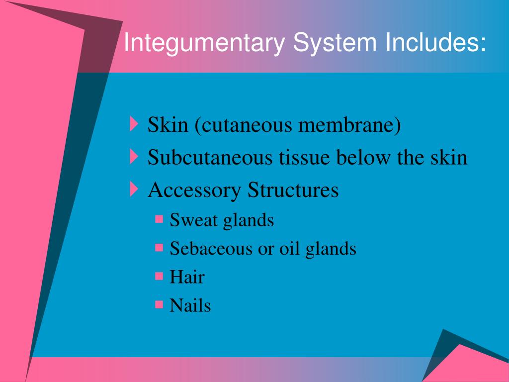 Ppt The Integumentary System Powerpoint Presentation Free Download