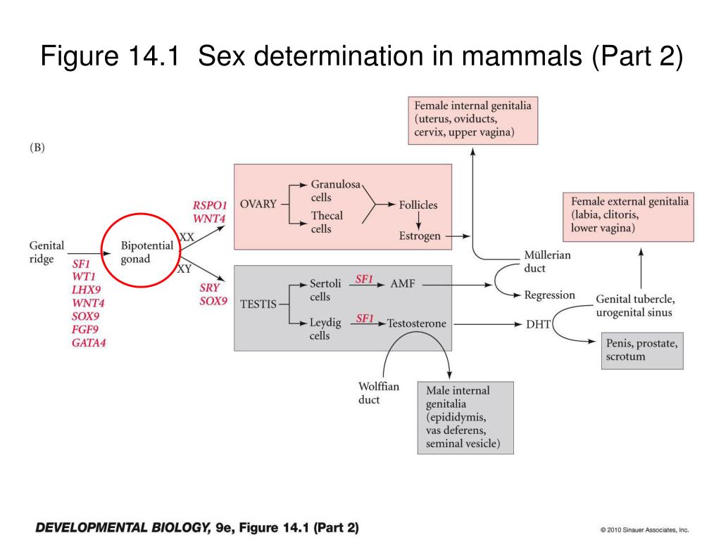 Ppt Chapter 11 Germ Cells Fertilization And Sex