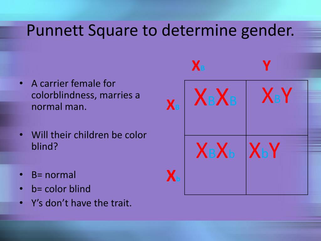 Ppt Lesson Using Punnett Squares And Pedigrees Powerpoint The Best