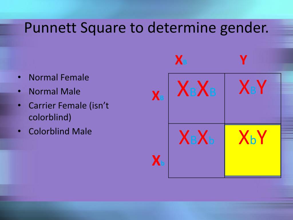 Punnett Square to determine gender. 