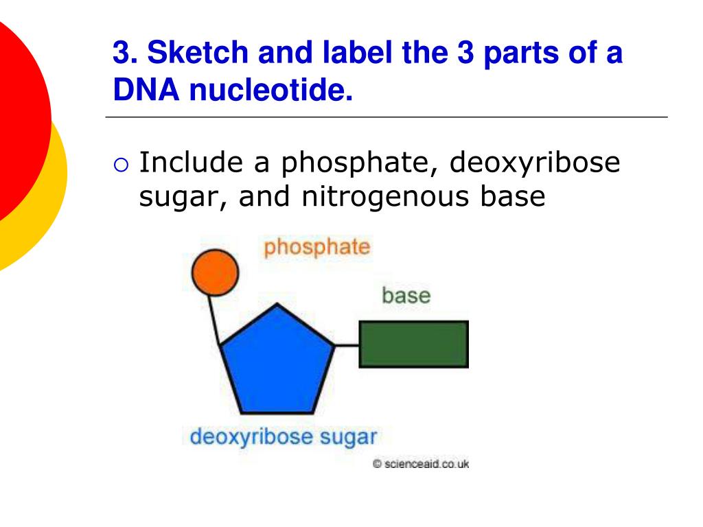 Draw And Label Three Parts Of Nucleotide