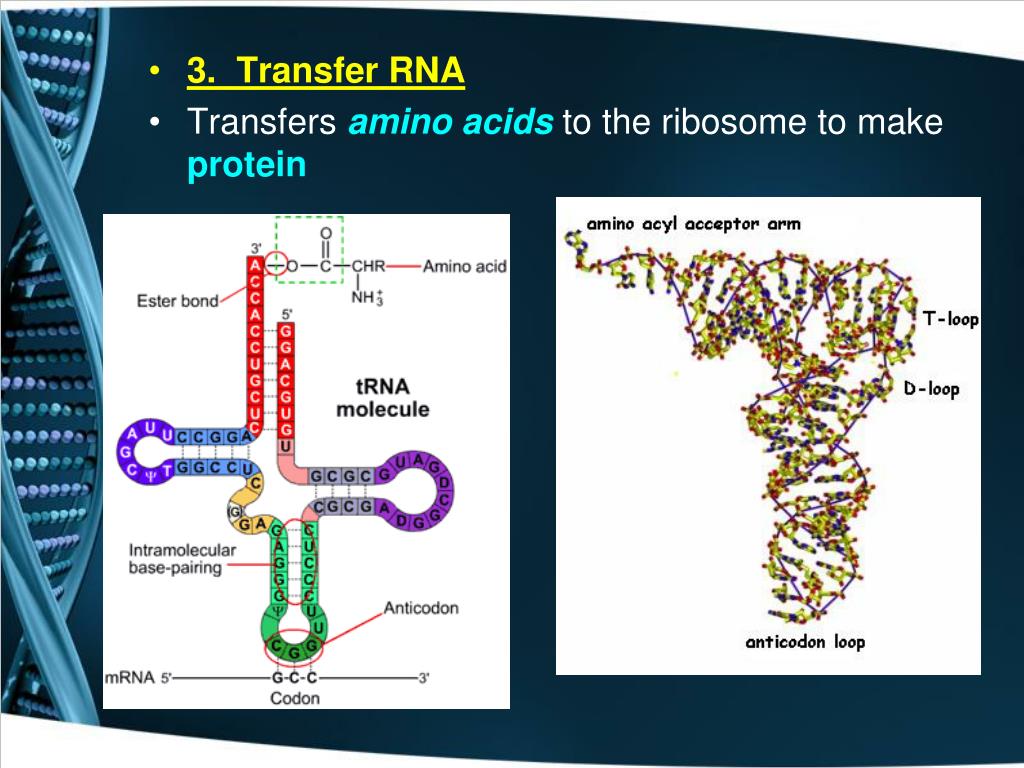 Сколько рнк в аминокислоте. РНК фото. Transfer RNA, TRNA,. ТРНК. Акцептор ТРНК.