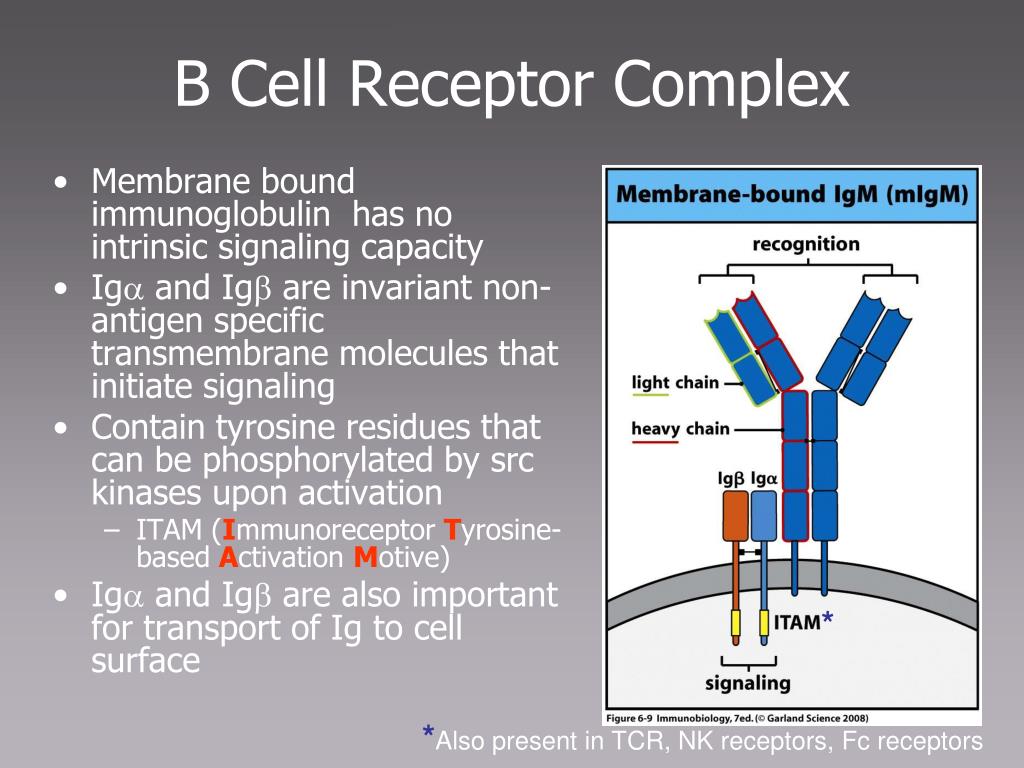 PPT - MICR 304 Immunology & Serology PowerPoint Presentation, free ...