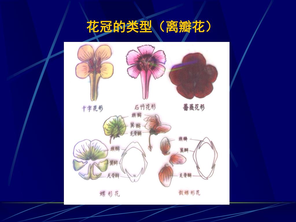 Ppt 第五章花的形态与功能powerpoint Presentation Free Download Id Ppt 第五章花的形态与功能powerpoint Presentation Free Download Id