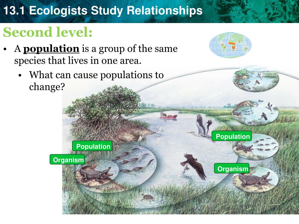 what are the different types of relationships found among organisms in an ecosystem