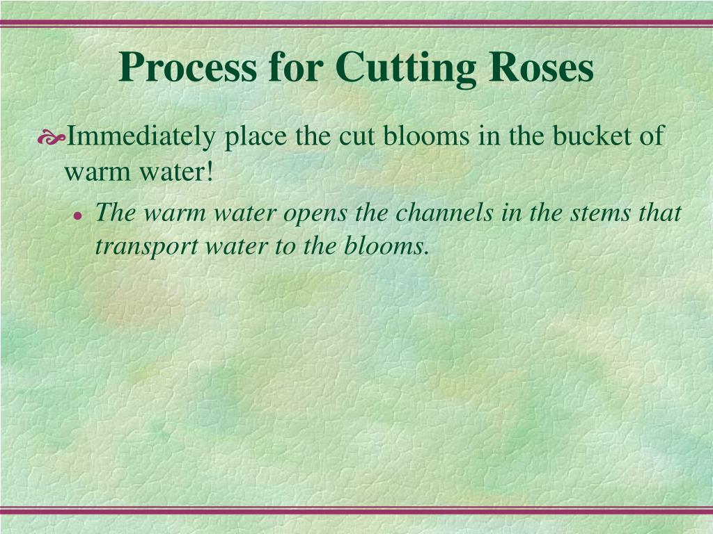Roses Process PPT - Ultimate Guide to Preserving Cut Roses PowerPoint Presentation ...