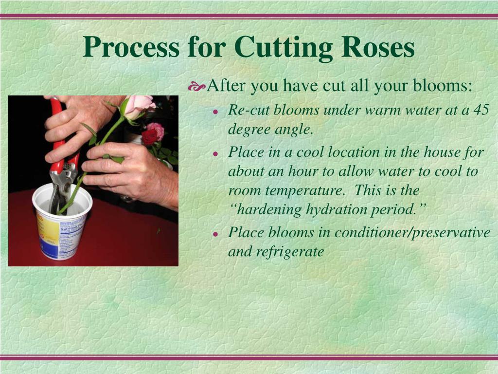 Roses Process PPT - Ultimate Guide to Preserving Cut Roses PowerPoint Presentation ...