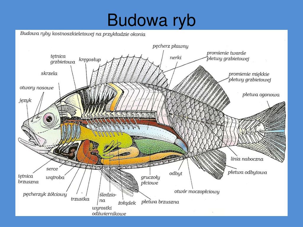Ryby Budowa Zewnętrzna I Wewnętrzna PPT - RYBY ZASTOSOWANIE W GASTRONOMII PowerPoint Presentation, free