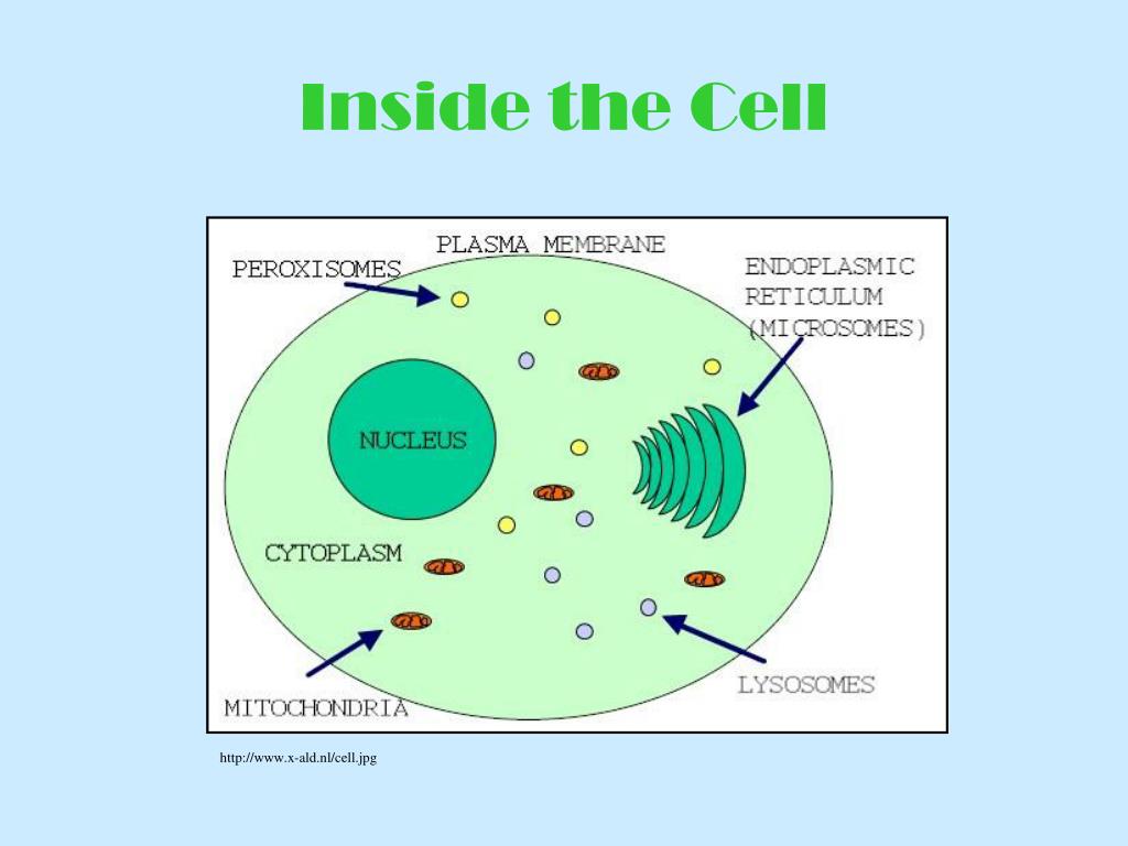 Do Plant Cells Have Lysosomes And Peroxisomes Lysosomes