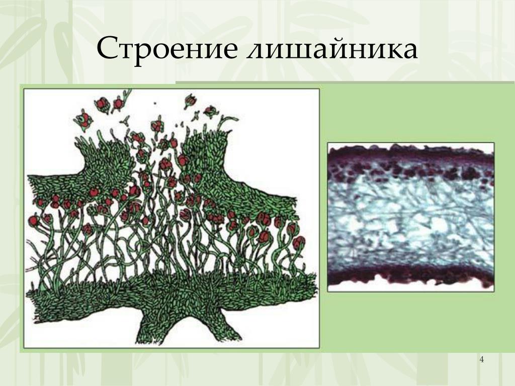 Тело лишайника состоит из гриба и водоросли. Внутреннее строение лишайника. Кладония лишайник строение. Лишайник ягель строение. Лишайники симбиоз схема.