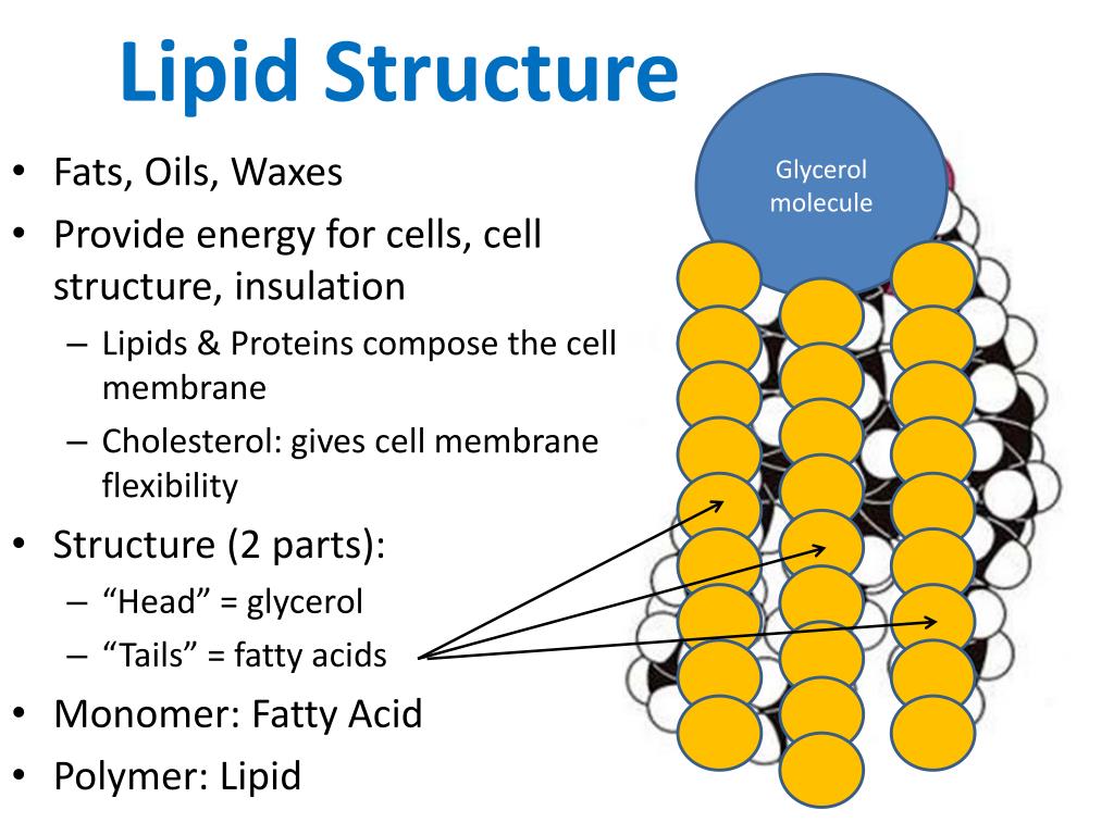 powerpoint presentation on lipid chemistry