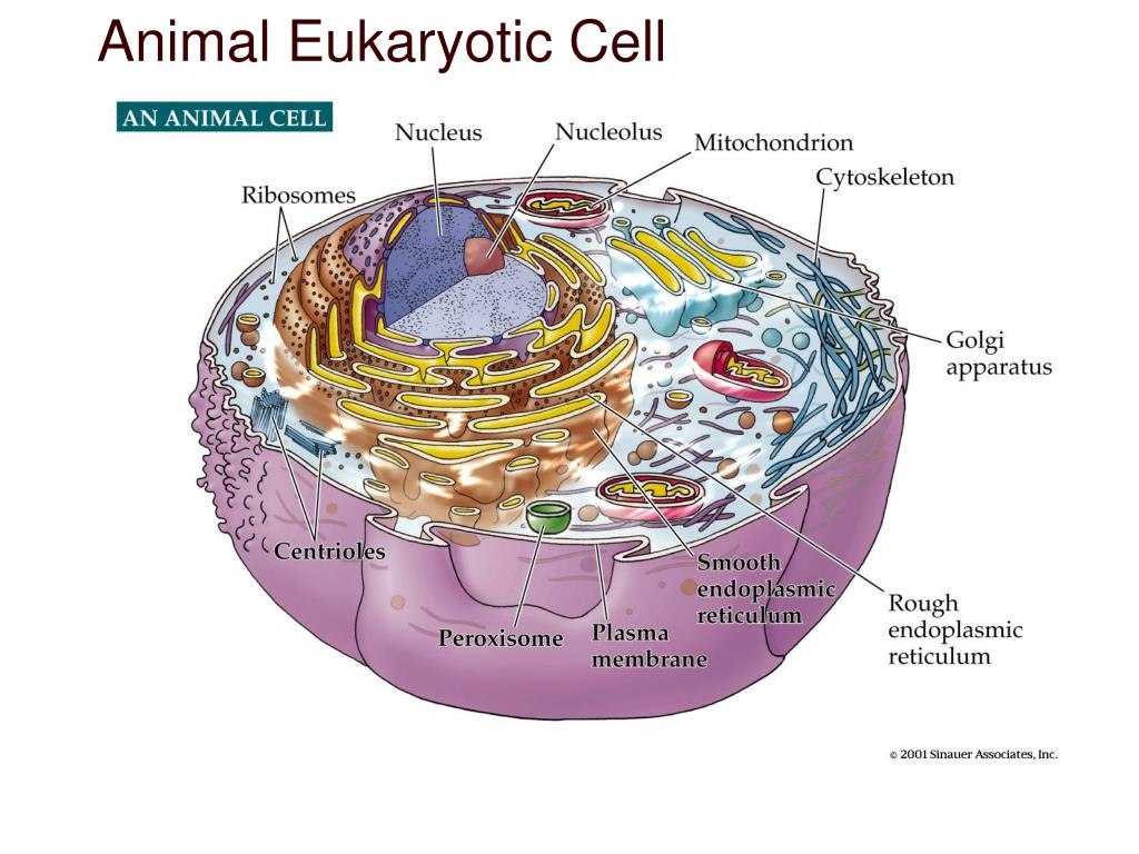 Органоиды клетки группы. Одномембранные клеточные органоиды. Одномембранные органеллы клетки. Аппарат Гольджи пероксисомы. Комплекс Гольджи одномембранный.