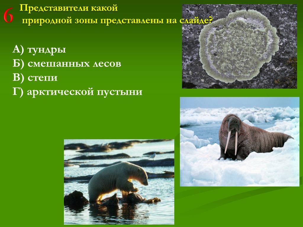 Представители природных зон. Зона арктических пустынь. Природные зоны земли презентация. Смешанные леса и арктические пустыни. Слон в какой природной зоне