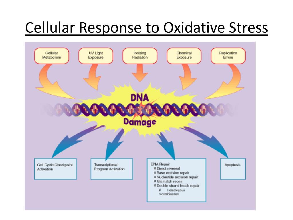 Oxidative Stress PowerPoint Presentation, free download Biology Diagrams