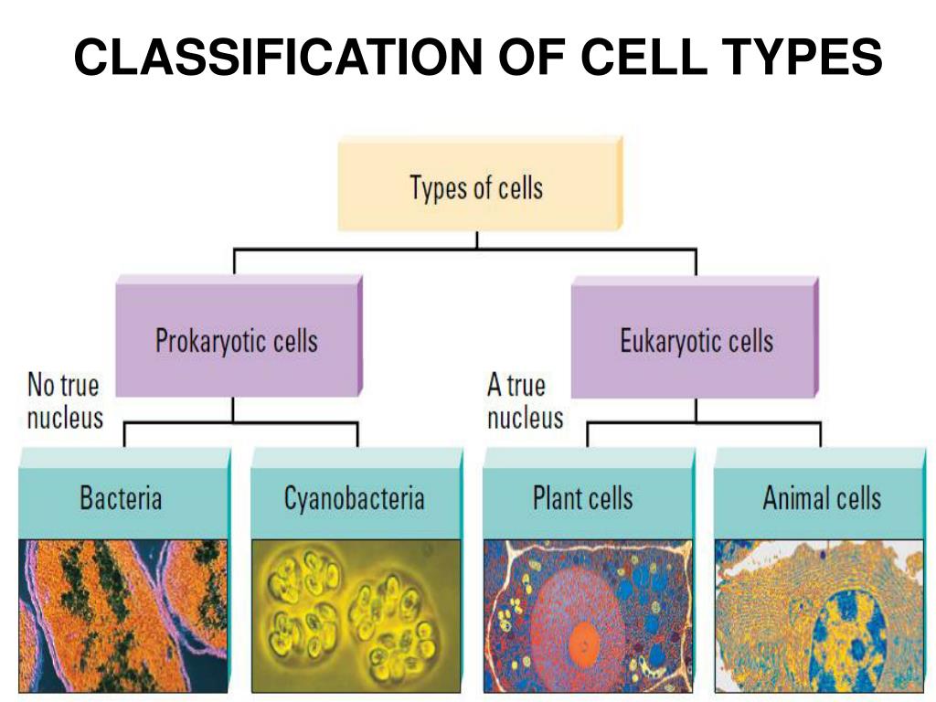Ppt Classification Of Cell Types Powerpoint Presentation Free Free 
