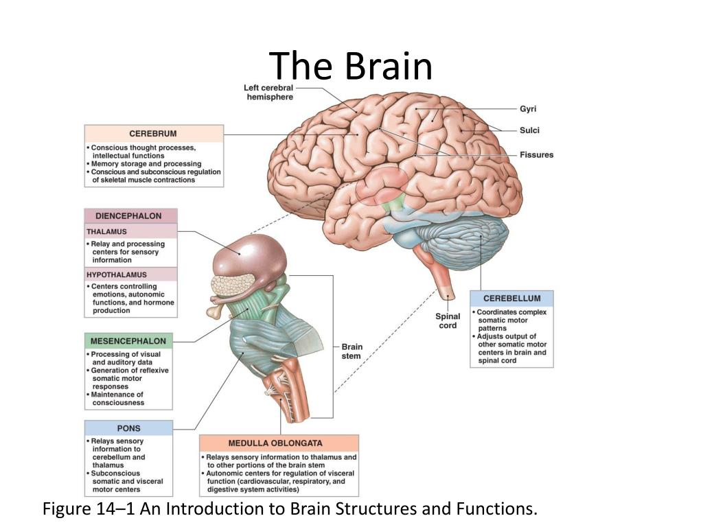 Ppt The Brain Powerpoint Presentation Free Download Id6620717